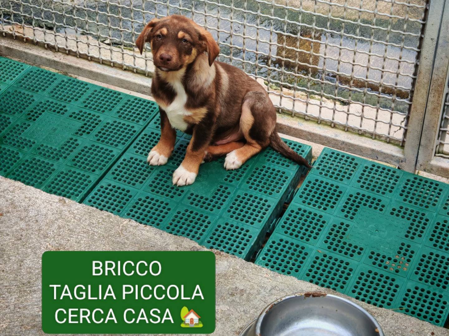 Adozione cane, maschio, Razza sconosciuta Razza sconosciuta, 2 mesi, taglia piccola, Benevento