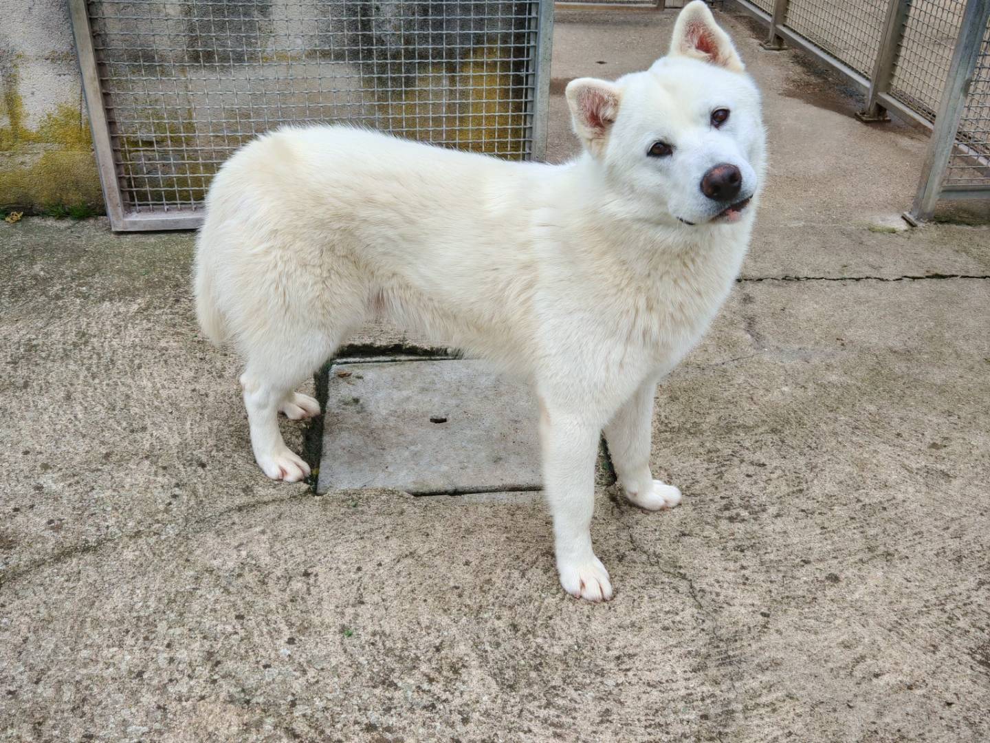 Adozione cane, maschio, Siberian Husky Razza sconosciuta, 9 mesi, taglia media, Benevento