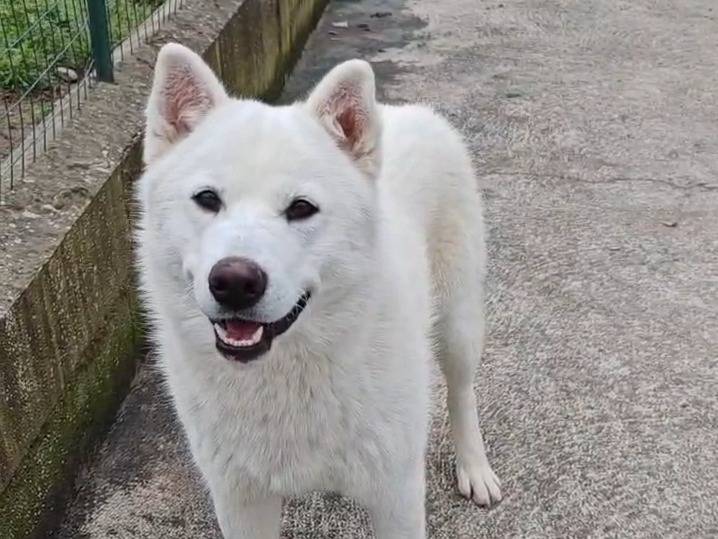 Adotta un cane, maschio, 9 mesi, Benevento