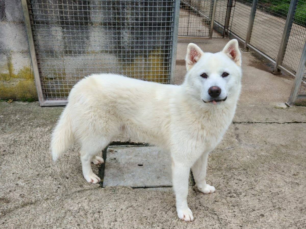 Vuoi adottare un cane a Benevento?