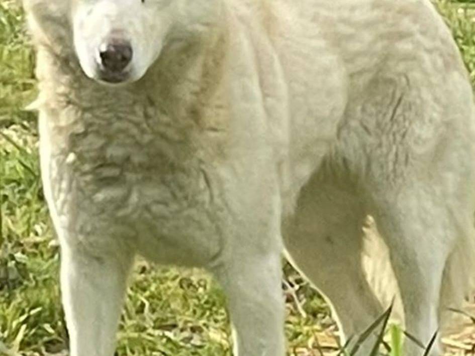 Adozione cane, femmina, Siberian Husky Razza sconosciuta, 4 anni e 8 mesi, taglia grande, Bari