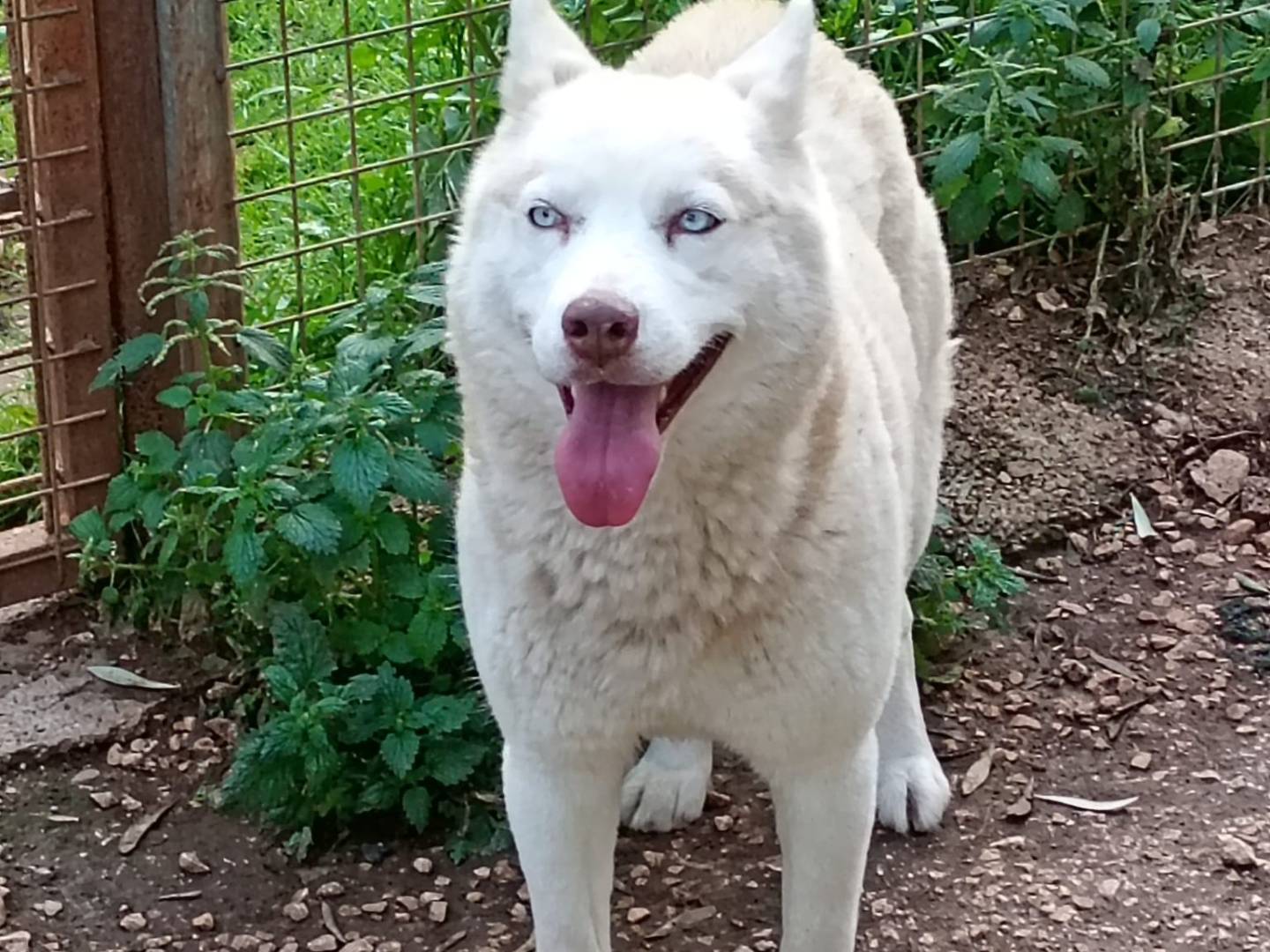 Adotta un cane, femmina, 4 anni e 8 mesi, Bari