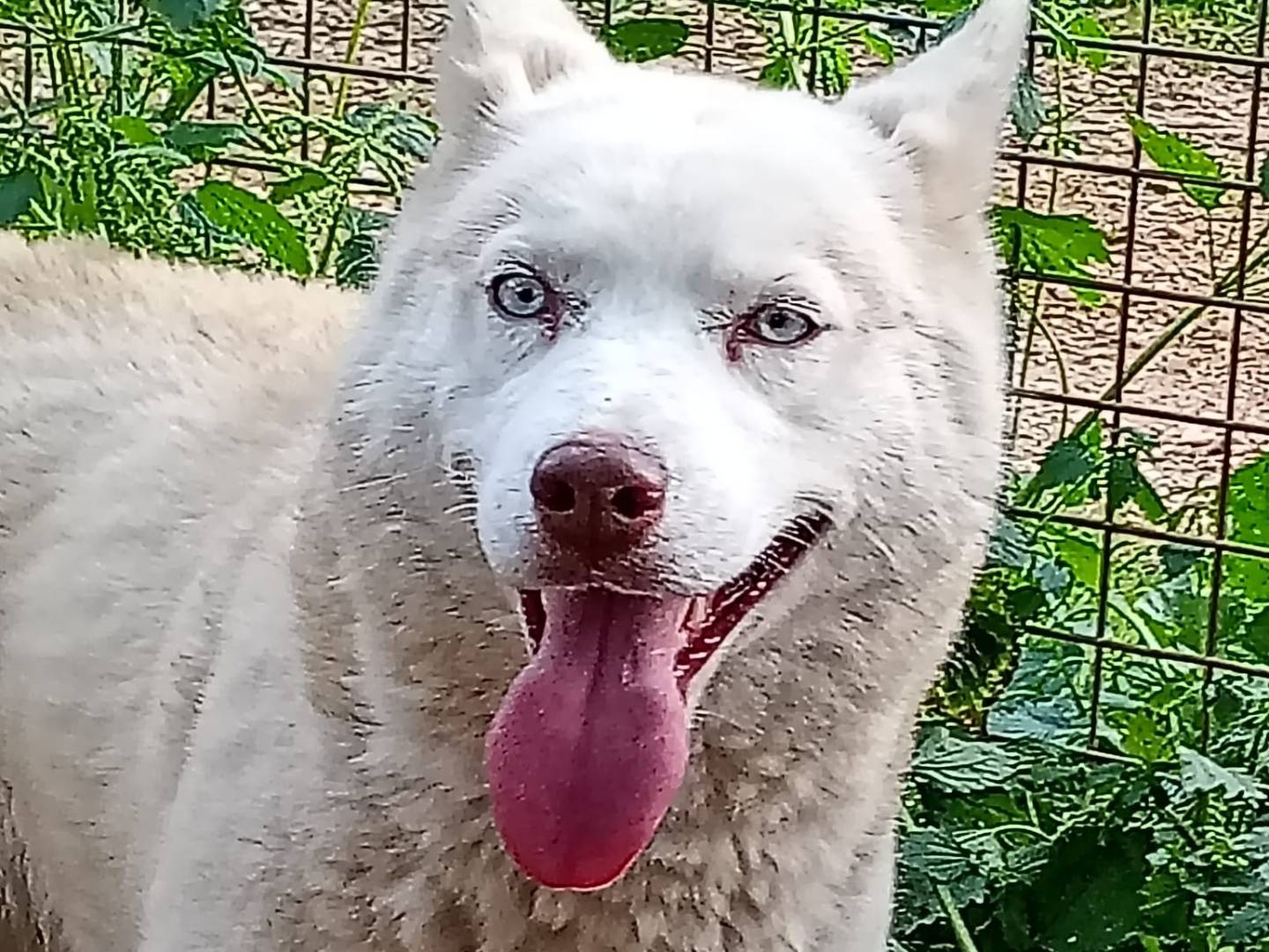 Adotta un cane, taglia grande, femmina, Bari