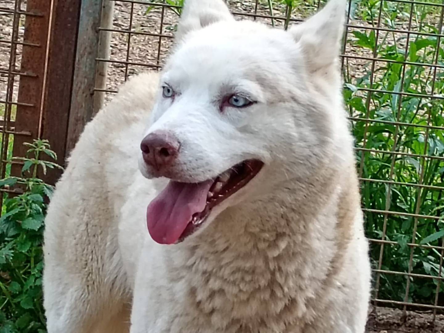 Vuoi adottare un cane a Bari?
