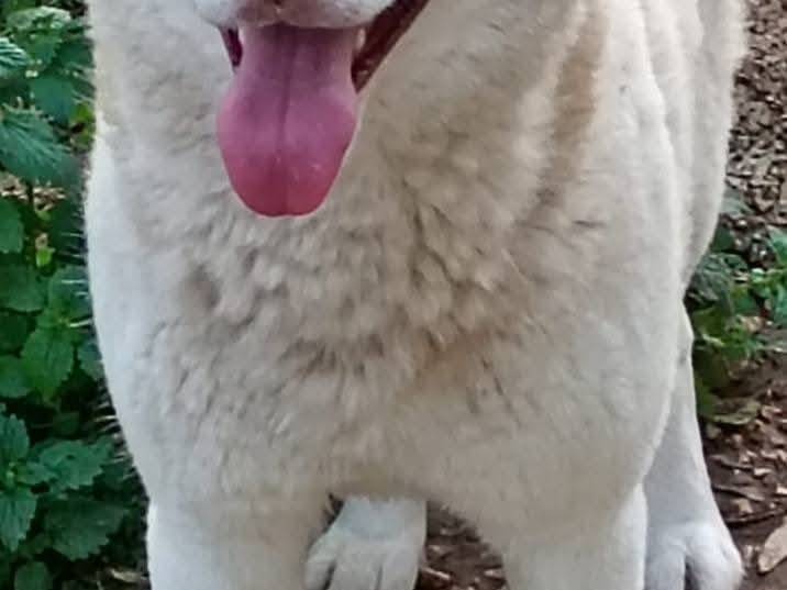 Adotta il cane Masha a Bari