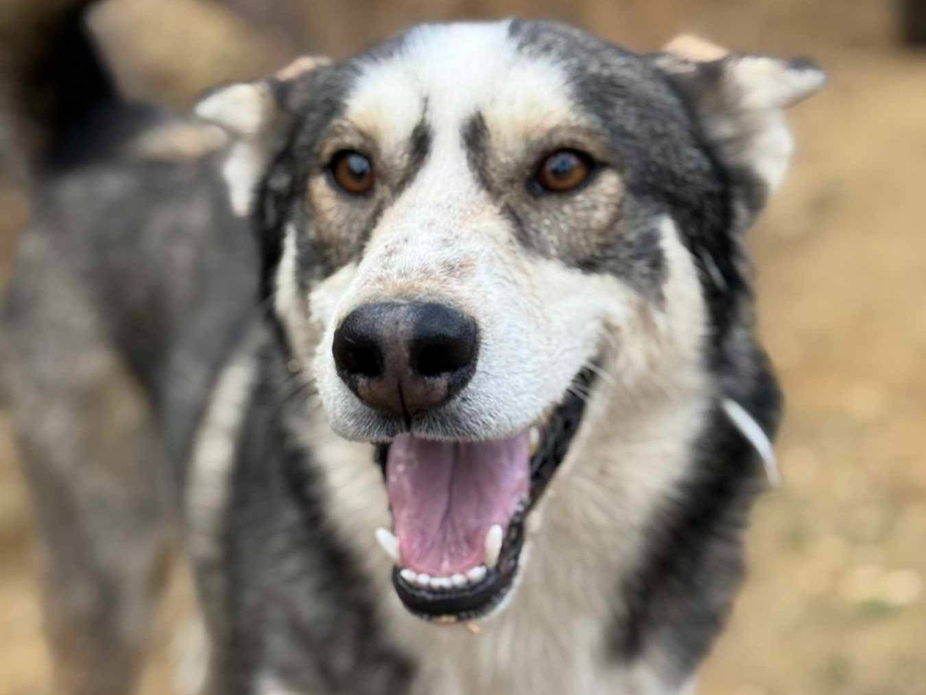 Adotta il cane BALTO a Firenze