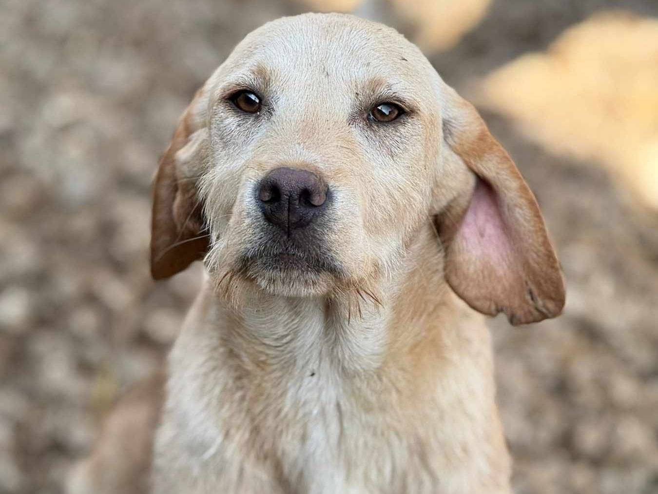 Vuoi adottare un cane a Firenze?