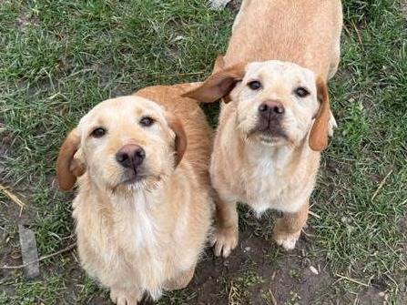 Adotta il cane KIRA KALA KIAN a Firenze