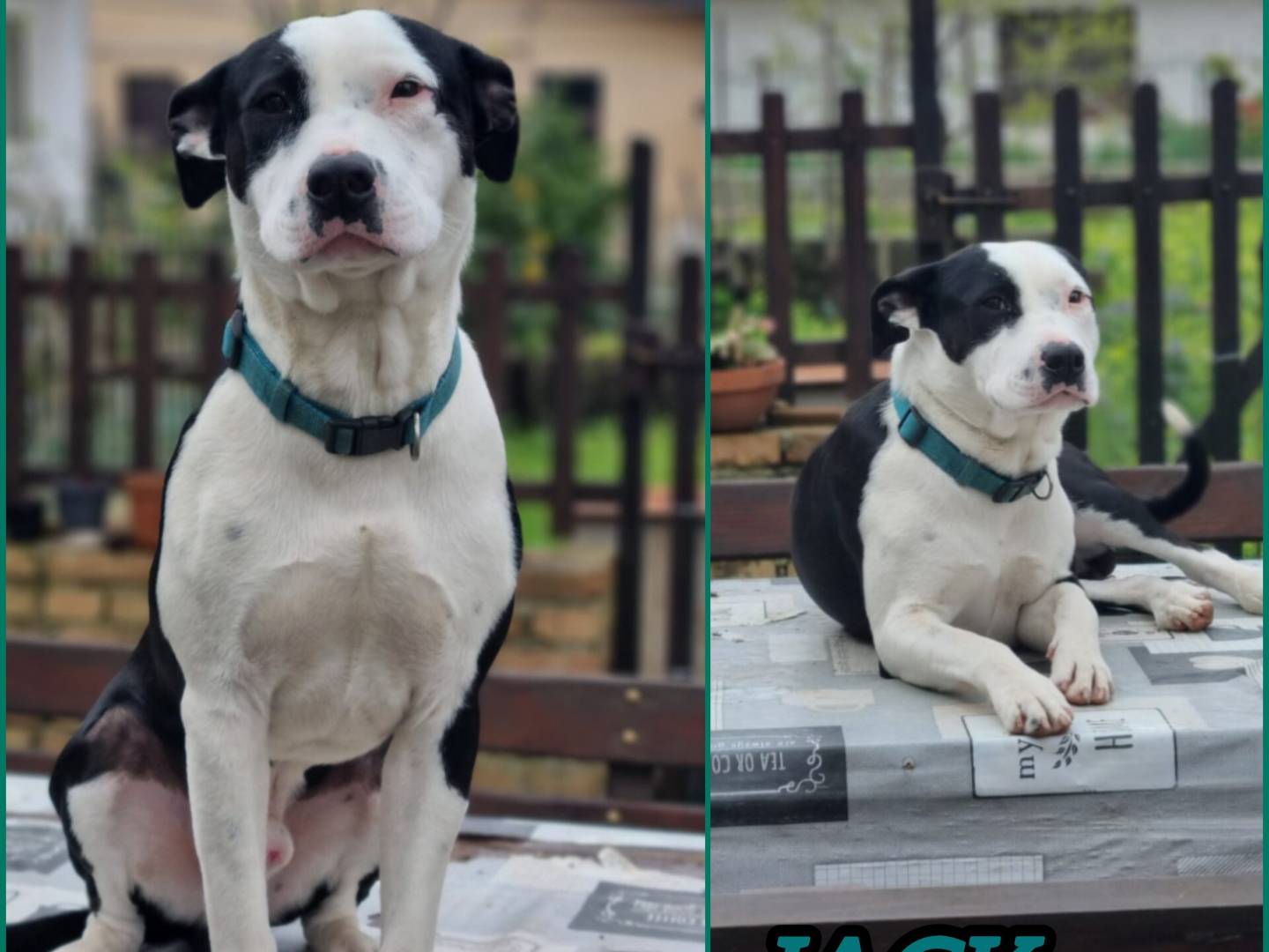 Adozione cane, maschio, Amstaff Pitbull, 1 anno, taglia media, Vicenza