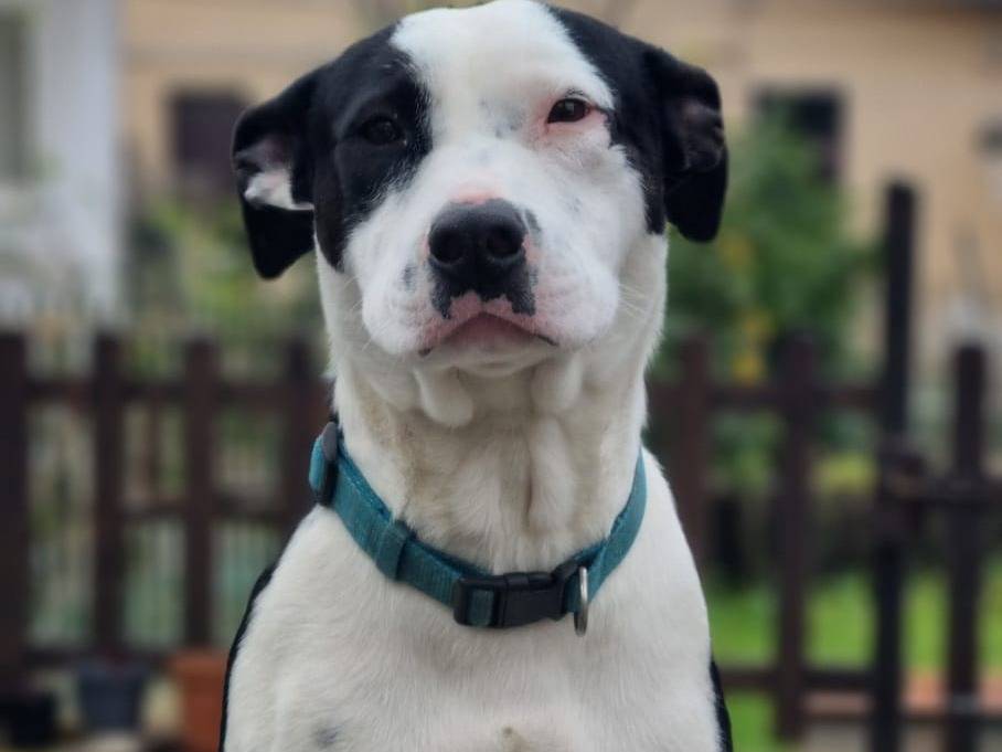 Adotta un cane, maschio, 1 anno, Vicenza