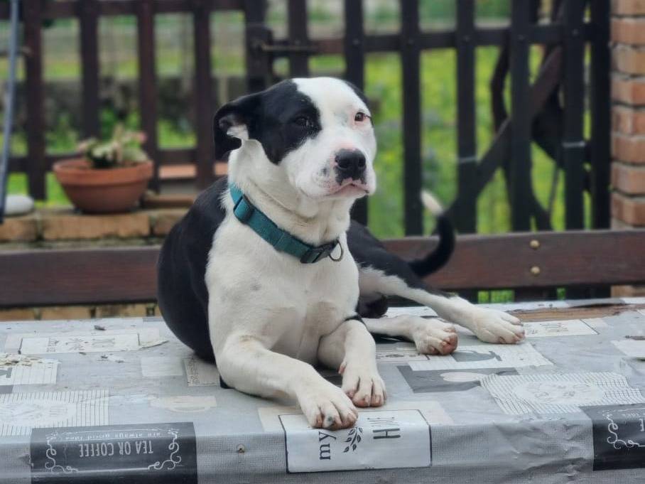 Adotta un cane, taglia media, maschio, Vicenza