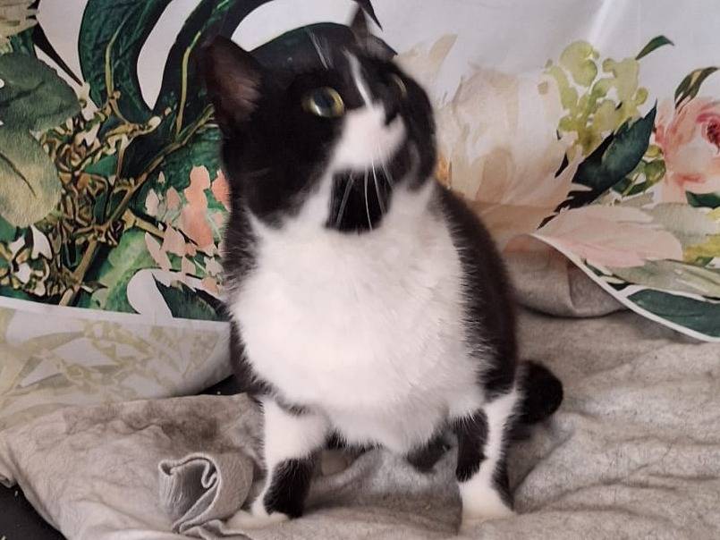 Vuoi adottare un gatto a Genova?