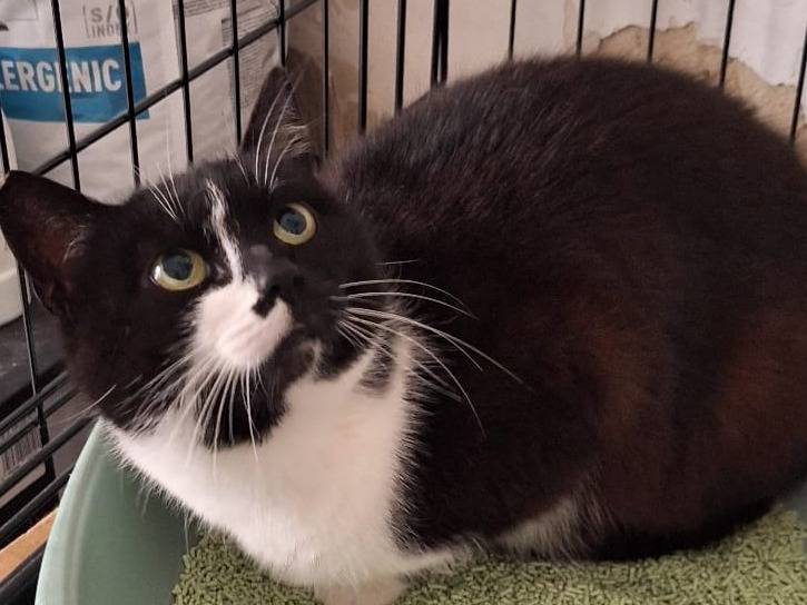 Adotta il gatto Alice a Genova