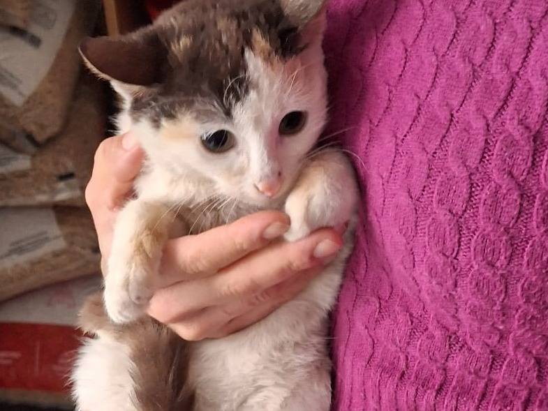 Vuoi adottare un gatto a Pavia?