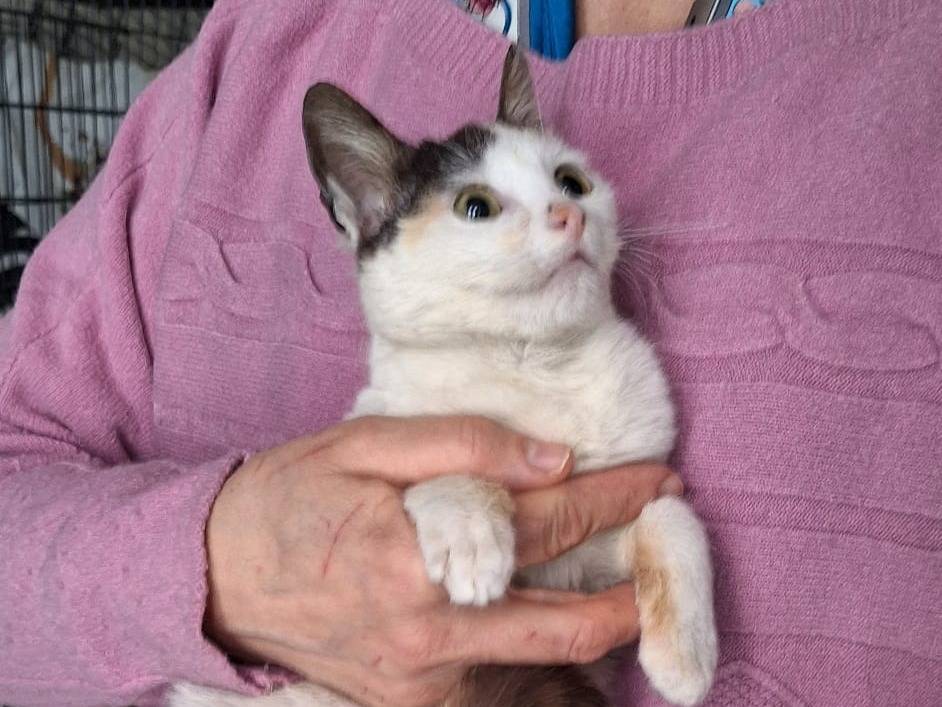 Adotta il gatto Camilla  a Pavia