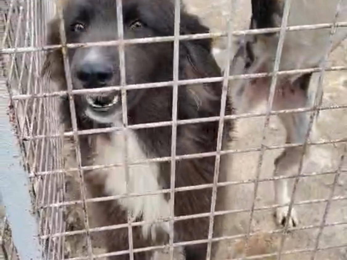 Adozione cane, femmina, Razza sconosciuta Razza sconosciuta, 1 anno e 6 mesi, taglia media, Vibo