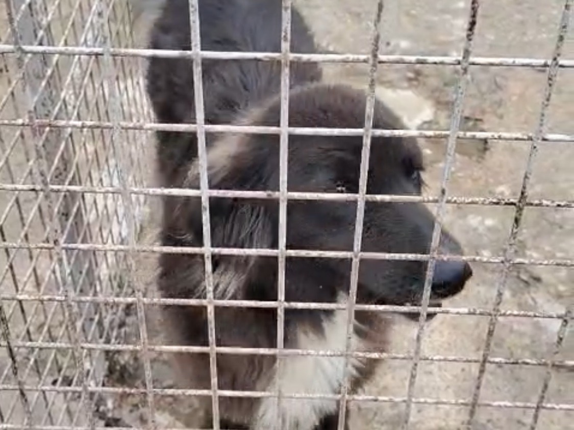 Adotta un cane, femmina, 1 anno e 6 mesi, Vibo