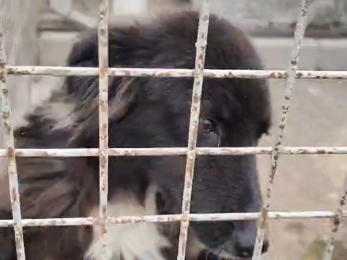 Adotta un cane, taglia media, femmina, Vibo