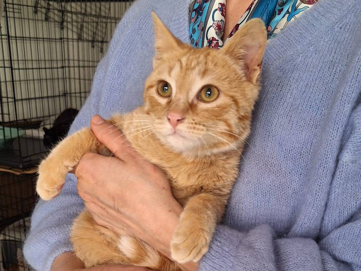 Adotta un gatto, maschio, 4 mesi, Ferrara