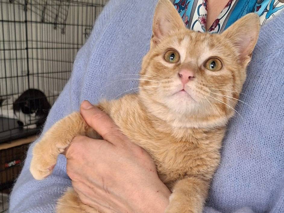 Adotta un gatto, taglia non valida, maschio, Ferrara