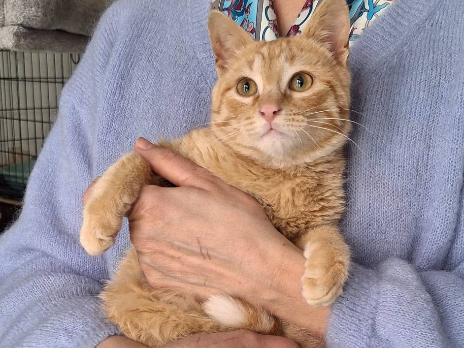 Vuoi adottare un gatto a Ferrara?