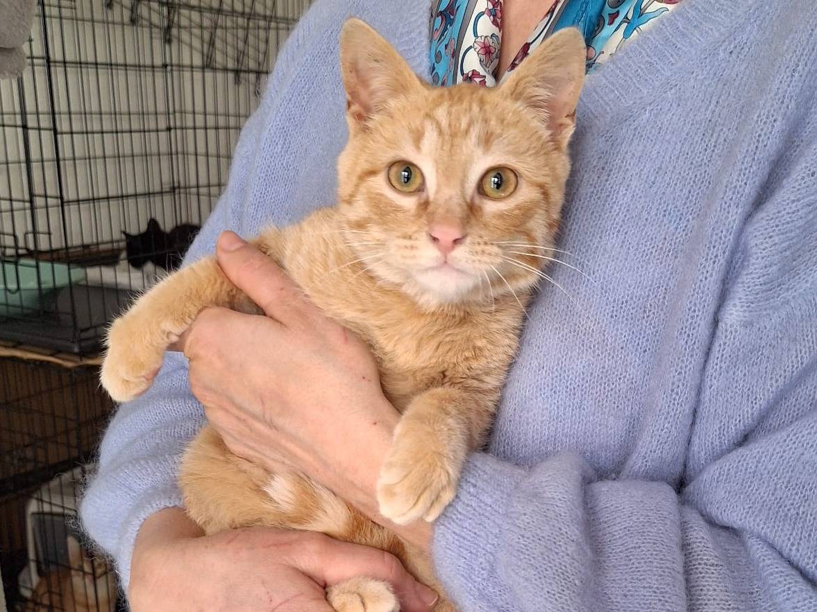 Adotta il gatto Curry a Ferrara