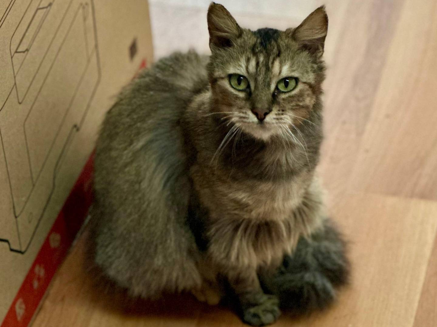 Adozione gatto, femmina, Razza sconosciuta Razza sconosciuta, 2 anni, taglia non valida, Lecce