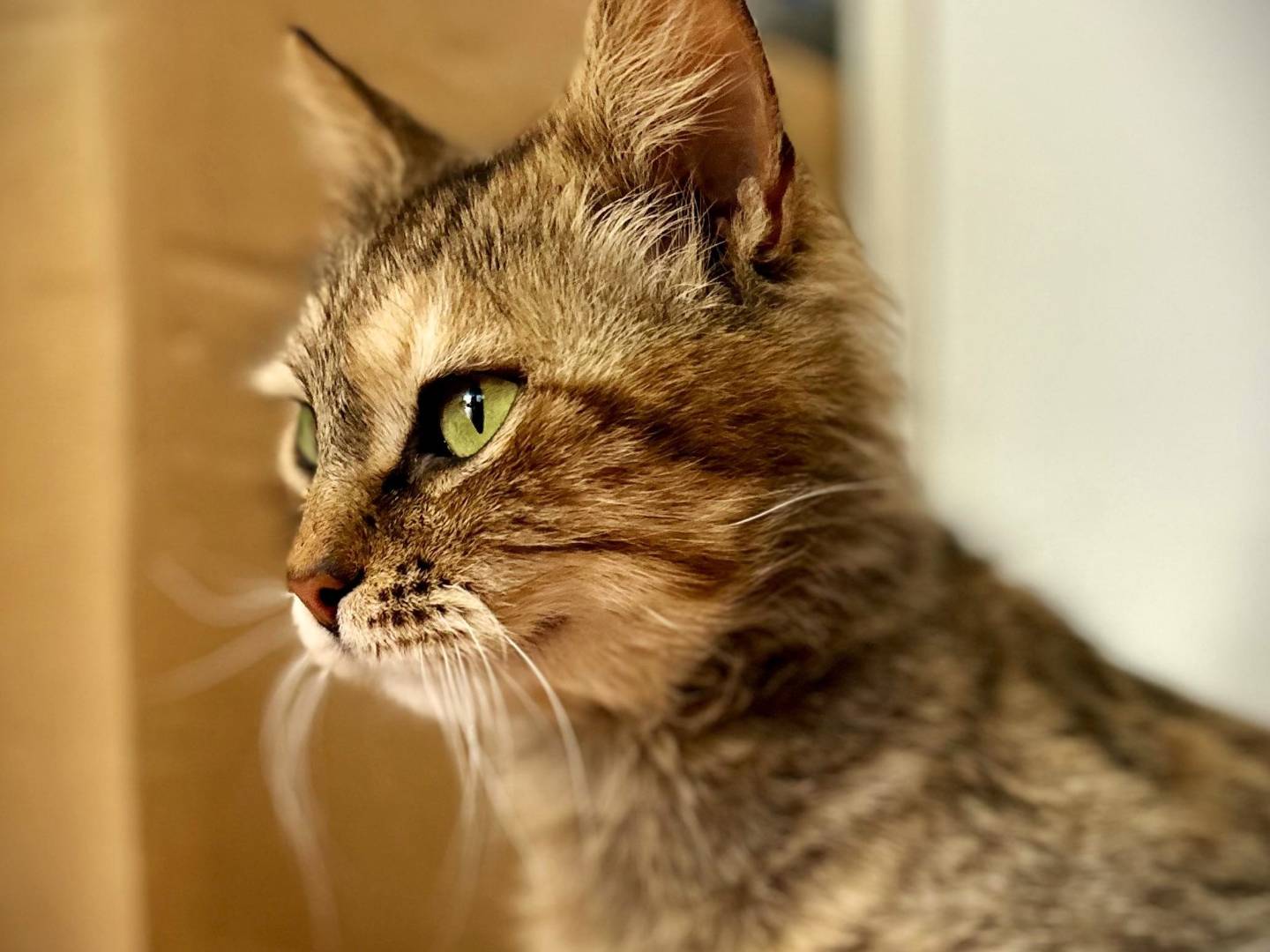 Adotta un gatto, femmina, 2 anni, Lecce