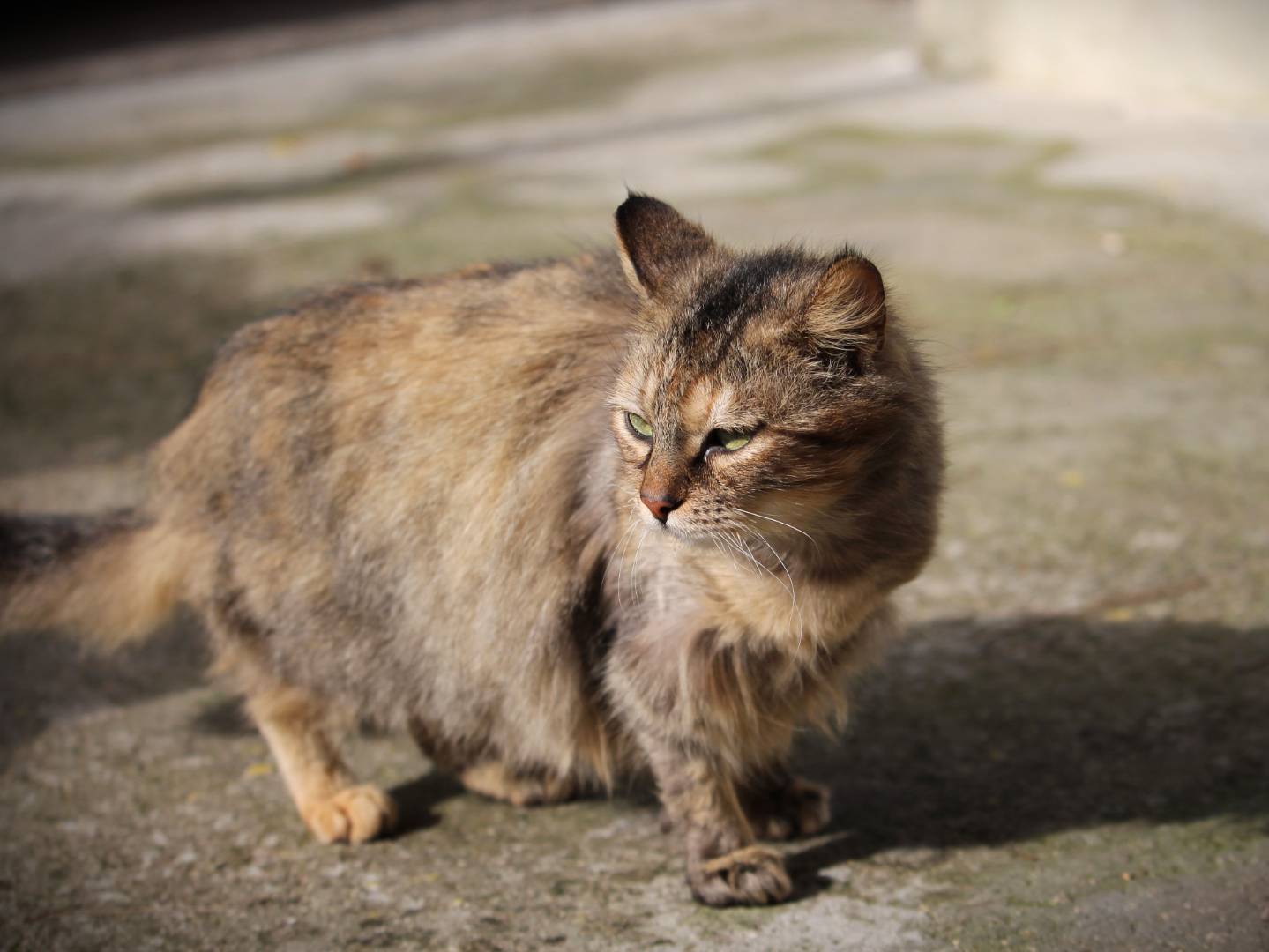 Adotta il gatto Spolverina a Lecce