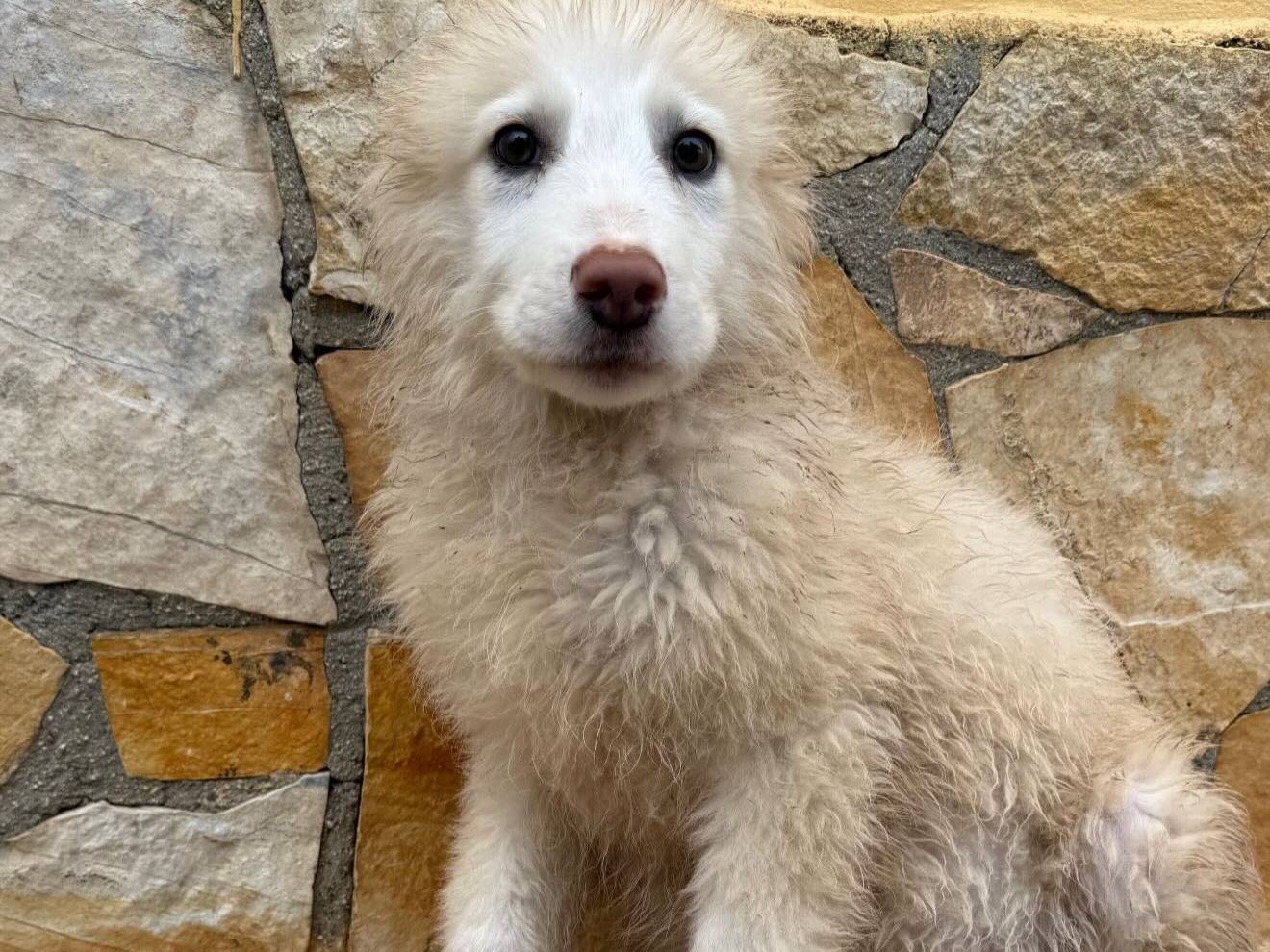 Adozione cane, maschio, Pastore maremmano Razza sconosciuta, 3 mesi, taglia grande, Matera