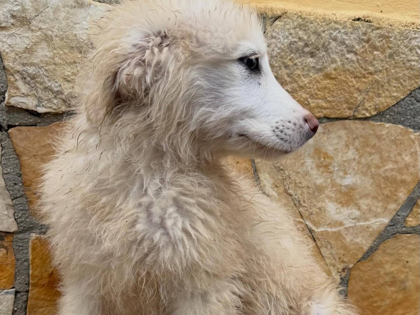 Adotta un cane, maschio, 3 mesi, Matera