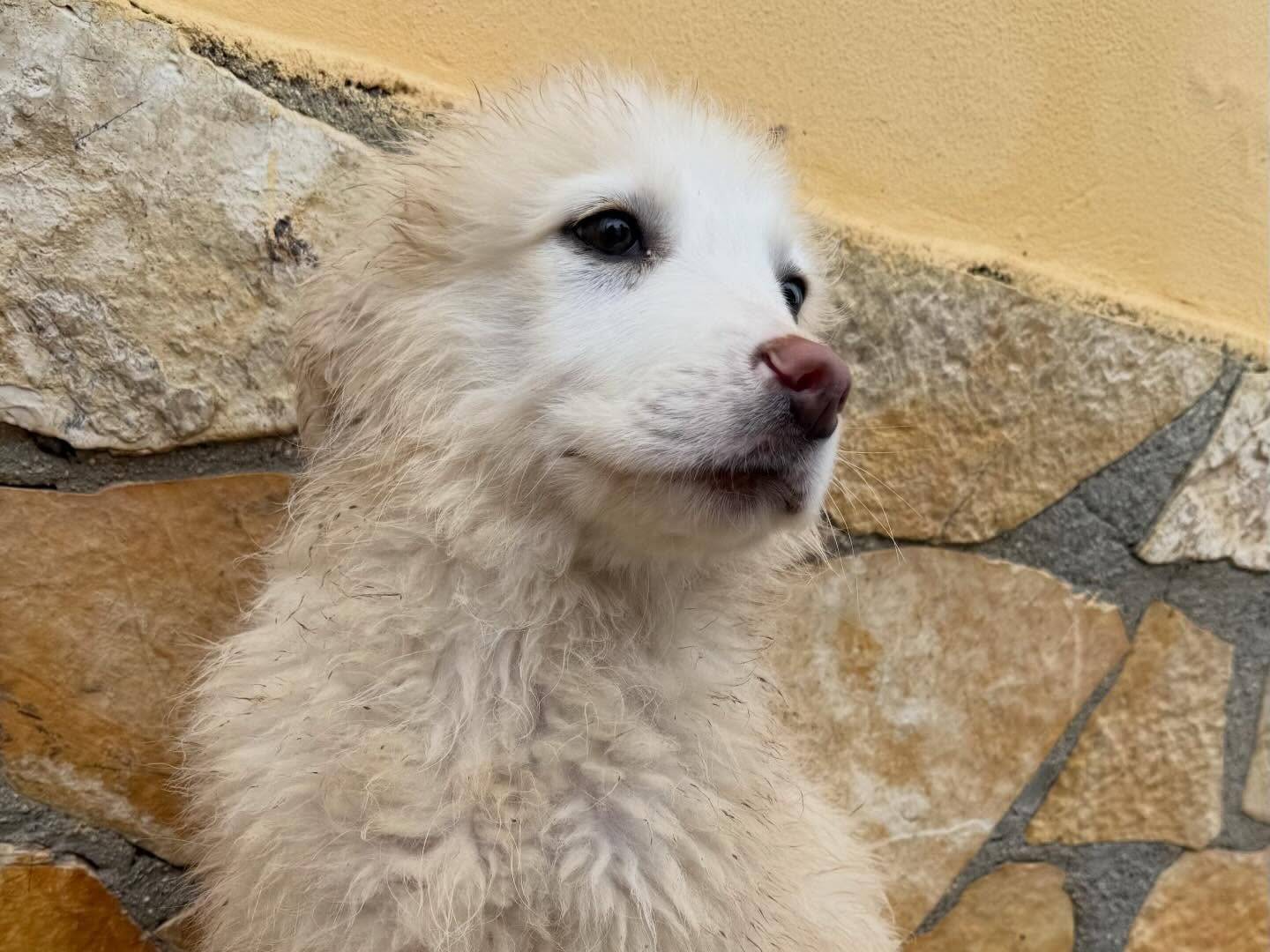 Adotta un cane, taglia grande, maschio, Matera