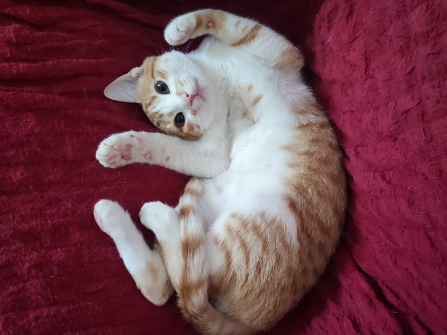 Adozione gatto, femmina, Razza sconosciuta Razza sconosciuta, 6 mesi, taglia non valida, Caserta