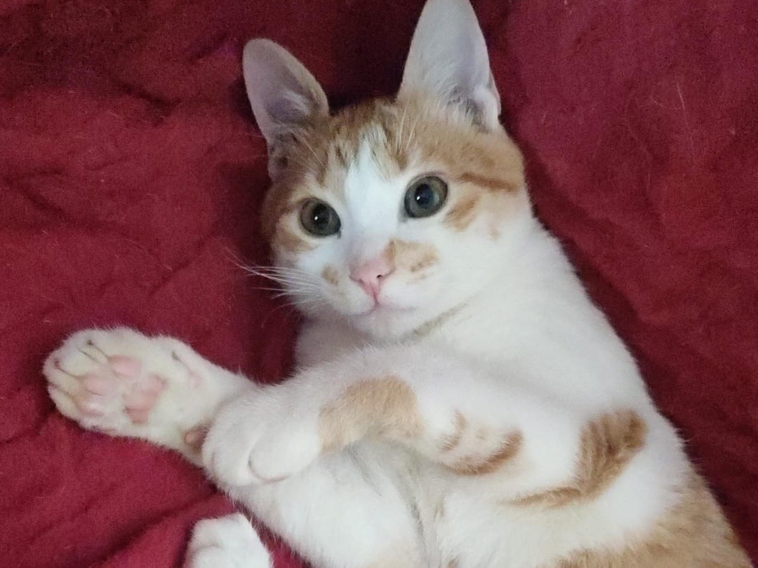 Adotta un gatto, femmina, 6 mesi, Caserta