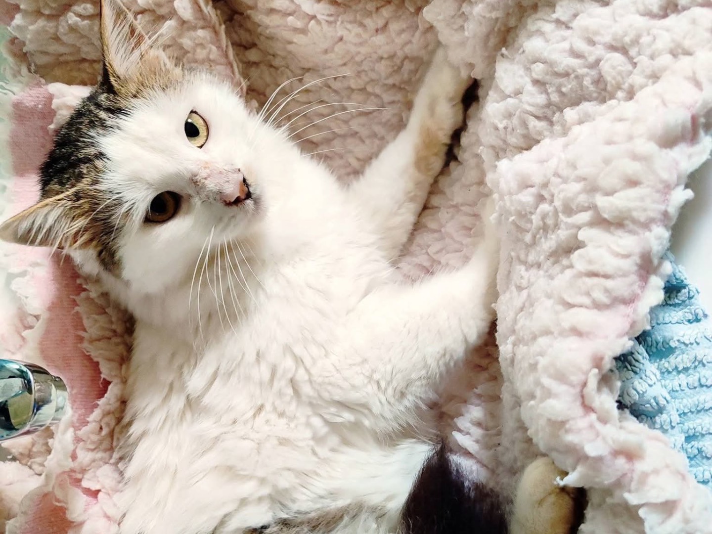 Adozione gatto, maschio, Razza sconosciuta Razza sconosciuta, 1 anno e 2 mesi, taglia non valida, Milano