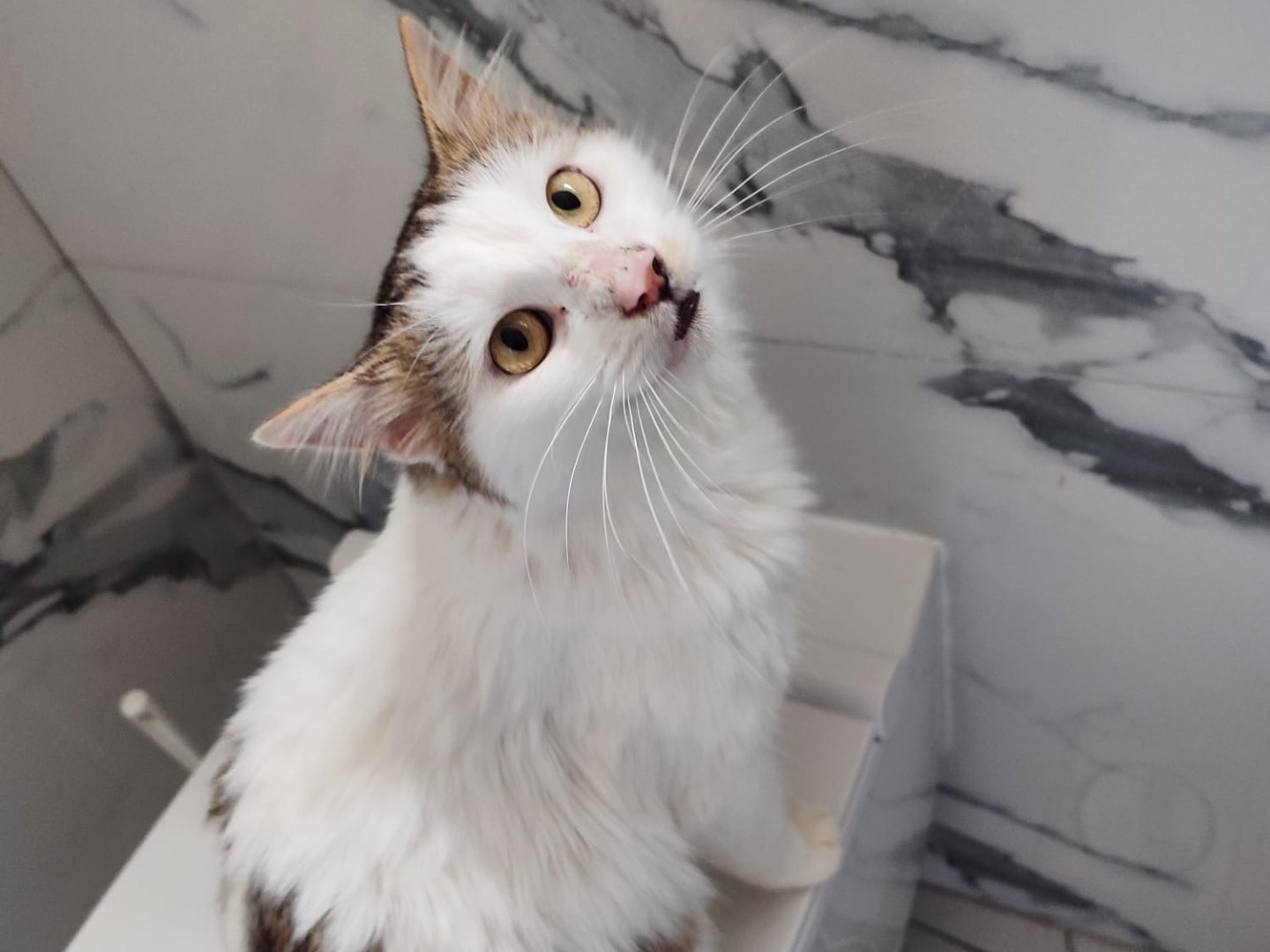 Adotta un gatto, maschio, 1 anno e 2 mesi, Milano