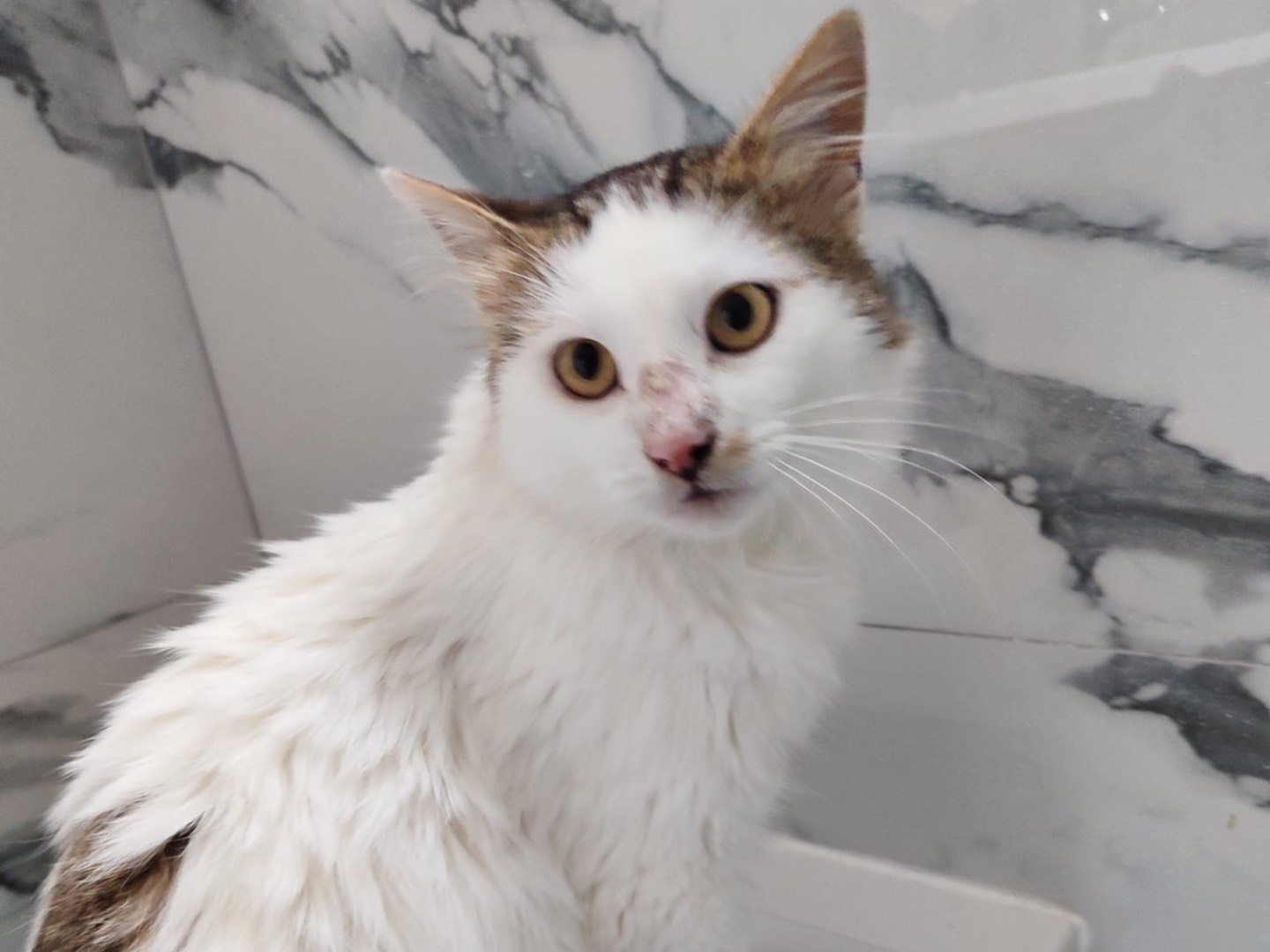 Adotta un gatto, taglia non valida, maschio, Milano