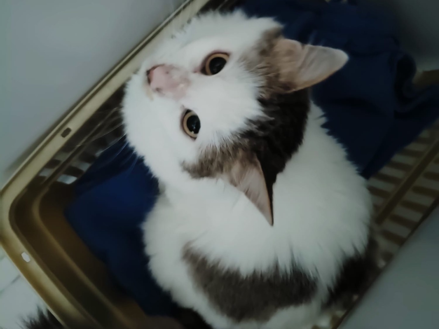 Vuoi adottare un gatto a Milano?