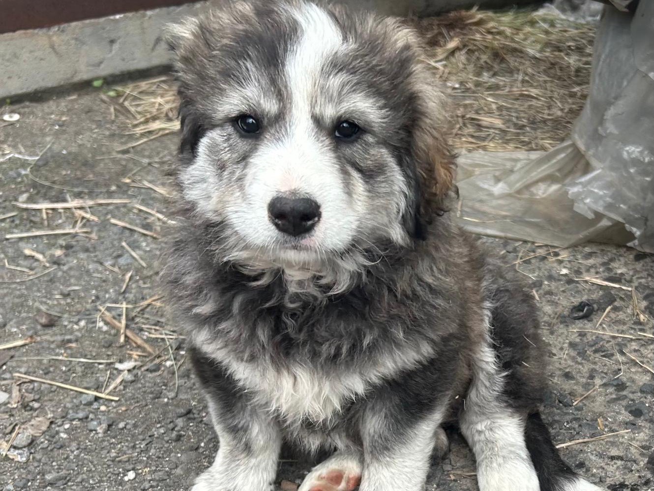 Adozione cane, femmina, Pastore australiano Razza sconosciuta, 2 mesi, taglia grande, Siracusa