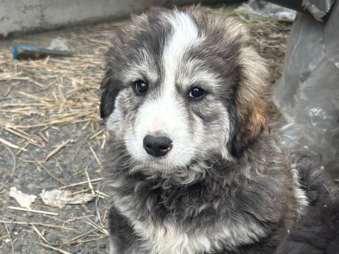Adotta un cane, femmina, 2 mesi, Siracusa