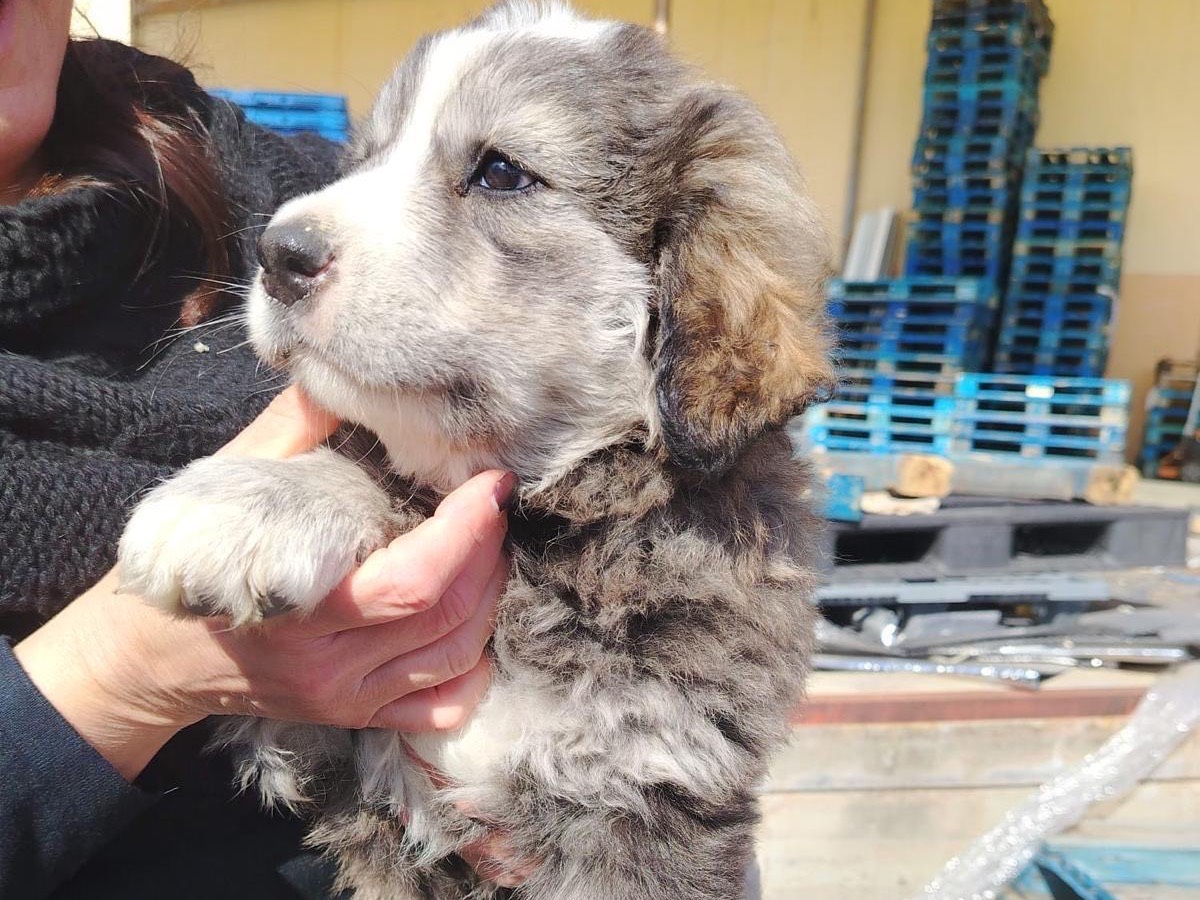 Vuoi adottare un cane a Siracusa?
