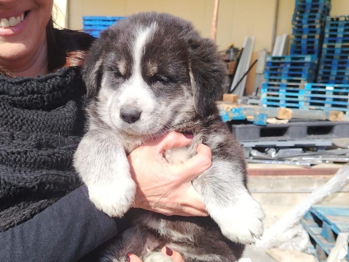 Adozione cane, femmina, Pastore australiano Razza sconosciuta, 2 mesi, taglia grande, Siracusa