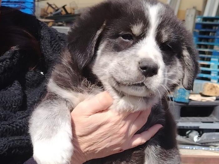 Adotta un cane, femmina, 2 mesi, Siracusa