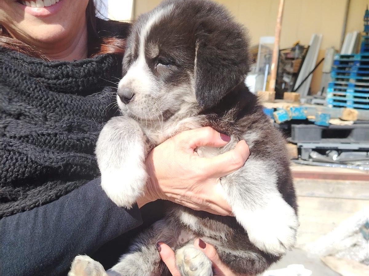 Adotta un cane, taglia grande, femmina, Siracusa