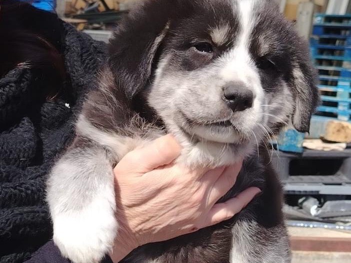 Adotta il cane Jodie a Siracusa