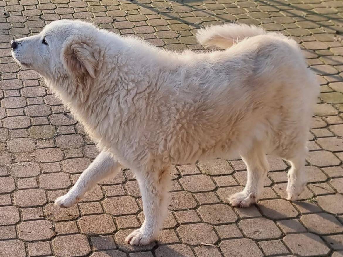 Adozione cane, femmina, Pastore maremmano Razza sconosciuta, 9 anni e 3 mesi, taglia gigante, Bergamo