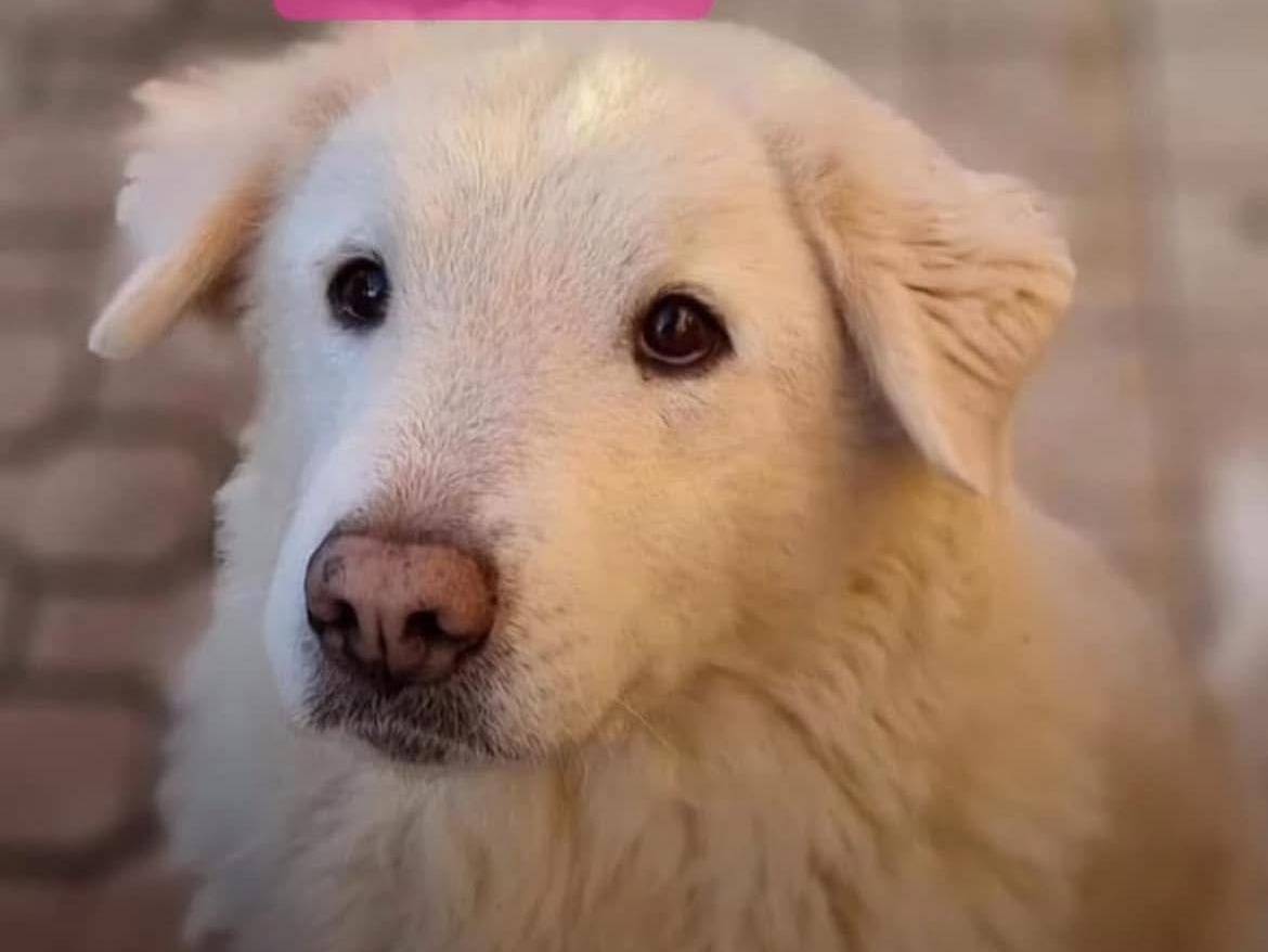 Adotta un cane, femmina, 9 anni e 3 mesi, Bergamo