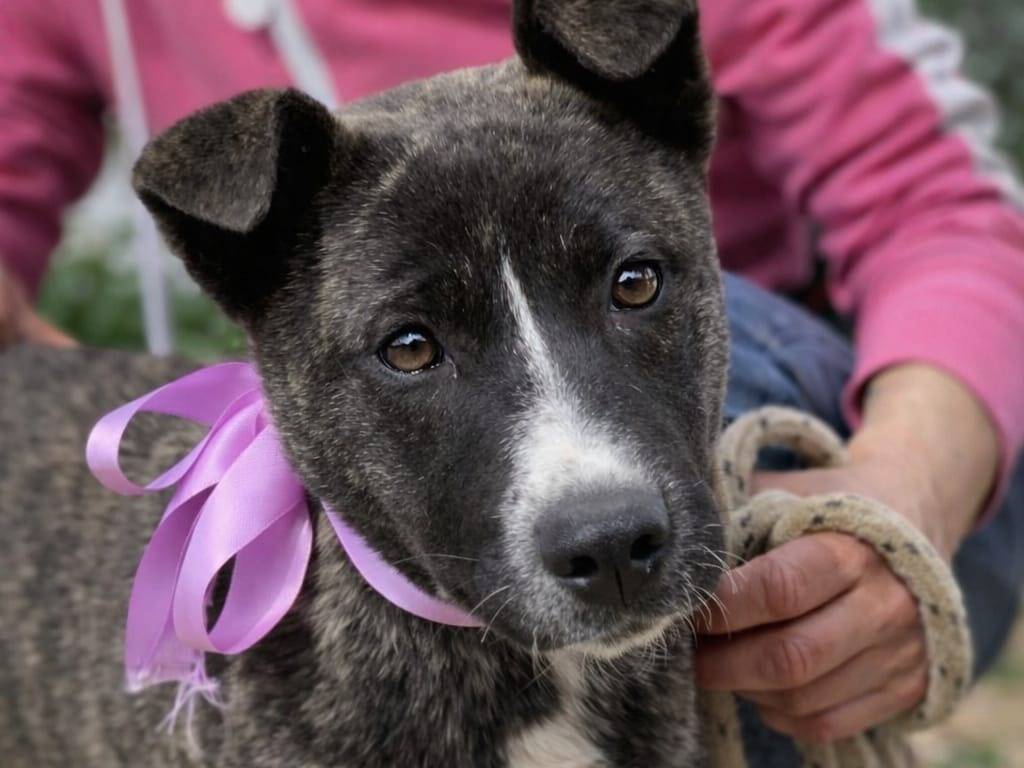 Adozione cane, femmina, Razza sconosciuta Razza sconosciuta, 6 mesi, taglia media contenuta, Latina