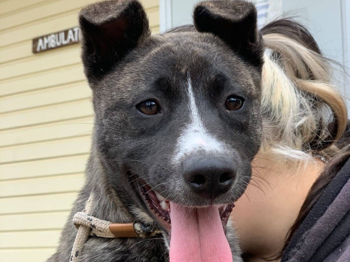 Adotta un cane, taglia media contenuta, femmina, Latina