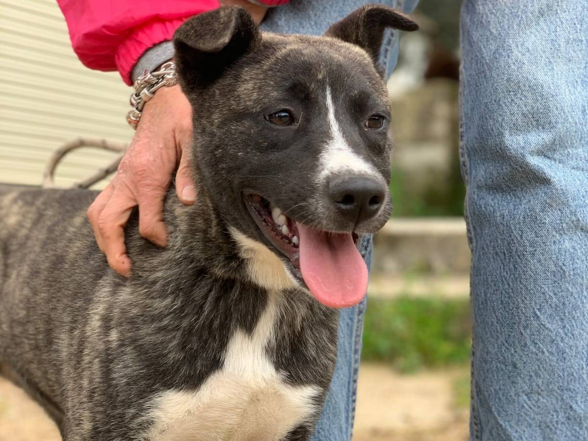 Vuoi adottare un cane a Latina?